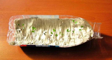 Jak pěstovat sazenice ze semen v láhvi